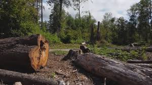 Best Tree Cabling and Bracing  in Oglesby, IL