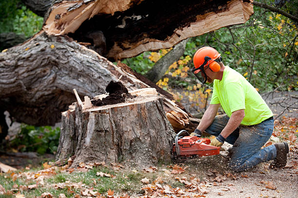  Oglesby, IL Tree Removal Pros