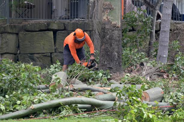 Best Emergency Tree Removal  in Oglesby, IL