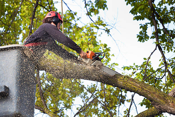 Best Lawn Maintenance Plans  in Oglesby, IL